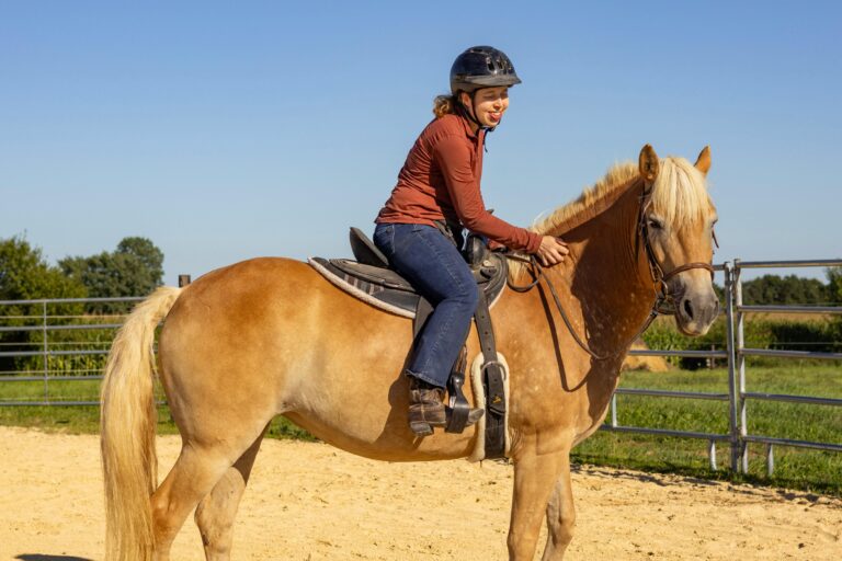 hobby horse kaufen